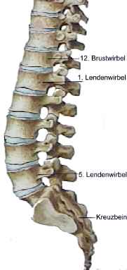 Die Lendenwirbelsule