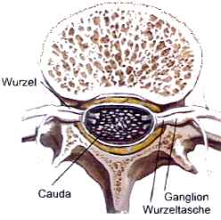 ... in Hhe der Lendenwirbelsule